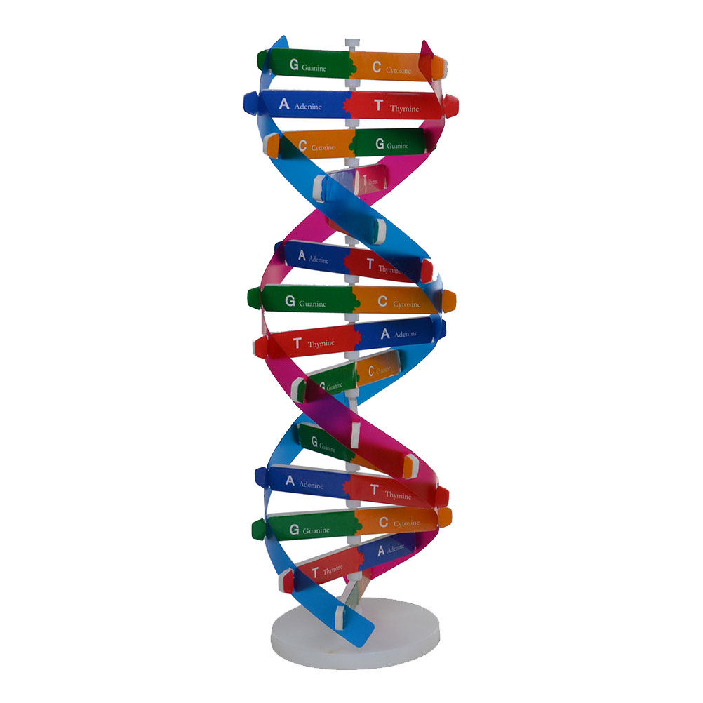 DIY Dna Double Helix Biologica - Kids Education Tools ulasan dan harga