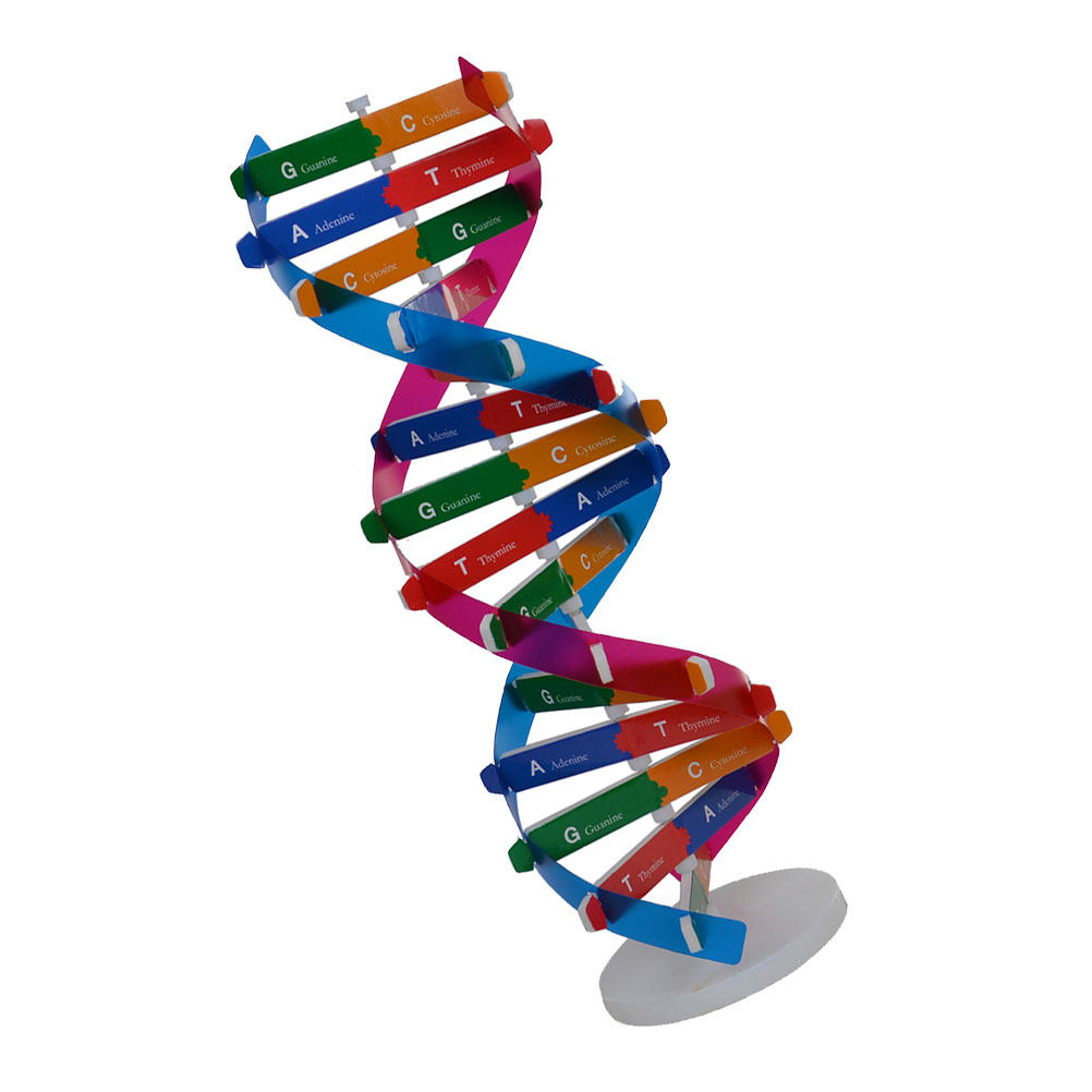 DIY Dna Double Helix Biologica - Kids Education Tools ulasan dan harga