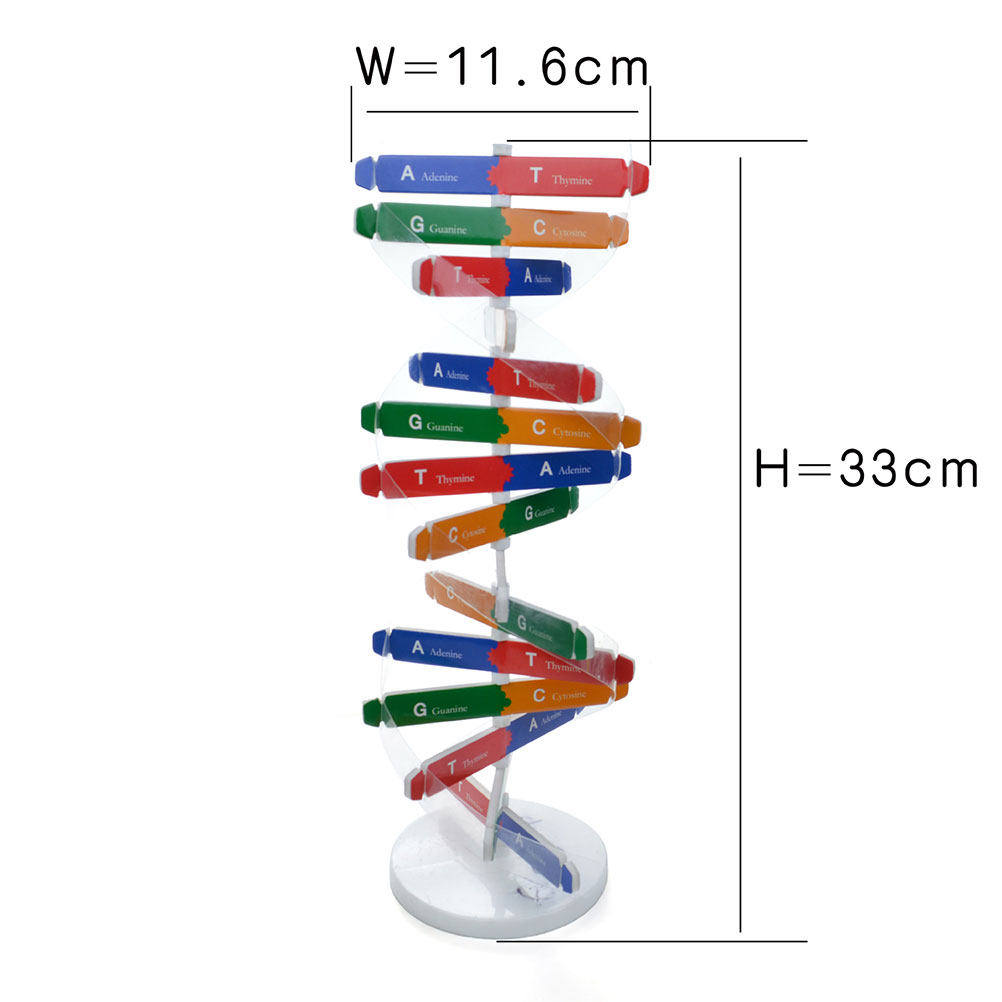 DIY Dna Double Helix Biologica - Kids Education Tools ulasan dan harga