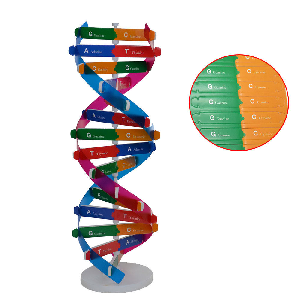 DIY Dna Double Helix Biologica - Kids Education Tools ulasan dan harga
